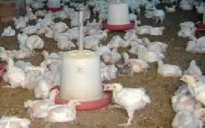 Poultry Feed