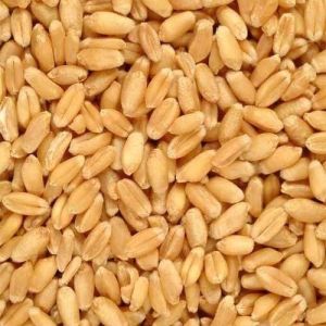 natural wheat seeds