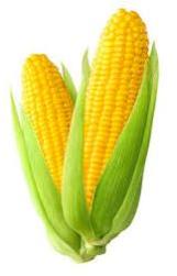 Yellow Corn Animal Feed