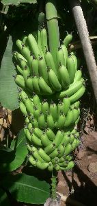 Fresh Banana