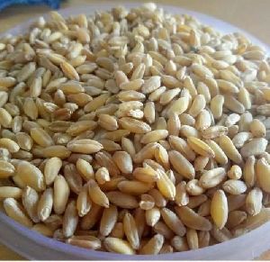 Bansi Wheat Seeds