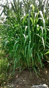 Co5 Napier Grass Seeds