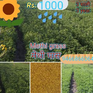 Methi Grass Seeds