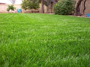 Rai Grass Seeds