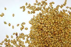 Coriander Seeds