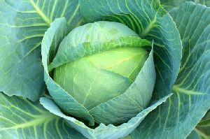 Cabbage