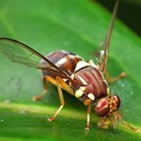 Bactrocera Zonata Lure