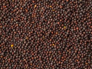 Black Mustard Seeds