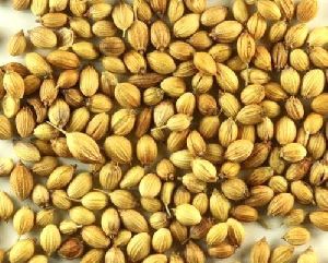 Coriander Seeds