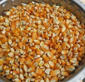 Maize Seeds