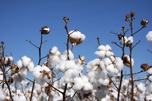 Cotton