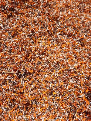 Dried Marigold Petals