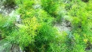 Shatavari Nursery Plants