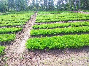Shatavari Nursery Plants