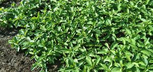 Sarpagandha Nursery Plants