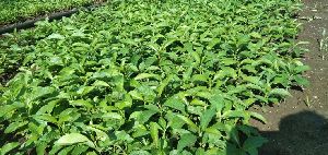 Sarpagandha Nursery Plants