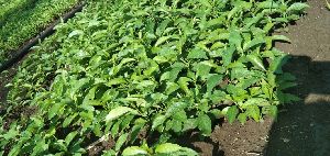 Sarpagandha Nursery Plants