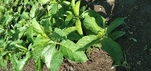 Sarpagandha Nursery Plants