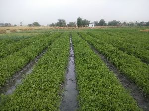 Stevia Nursery Plants