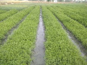 Stevia Nursery Plants