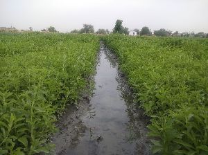 Stevia Nursery Plants