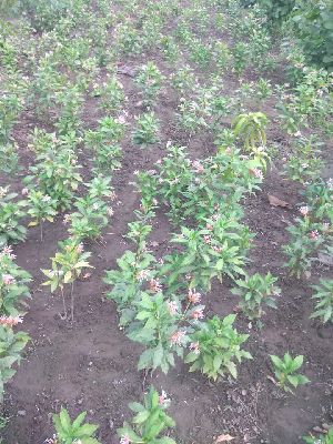 Sarpagandha Nursery Plants