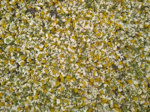 Dried Chamomile Flowers