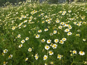 Dried Chamomile Flowers
