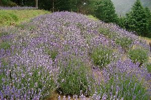 Dried Lavender Flowers