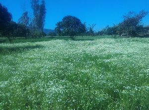 Dried Chamomile Flowers