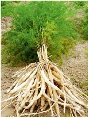 Dried Shatavari Roots