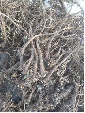 Dried Akarkara Roots