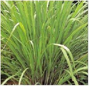Dried Lemon Grass
