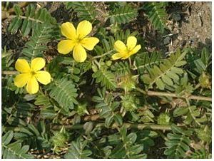 Gokhru Seeds