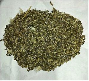 Milk Thistle Seeds