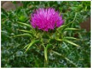 Milk Thistle Seeds