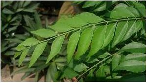 Dried Curry Leaves