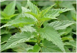 Dried Nettle Leaves