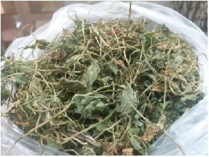 Dried Madukparni Leaves
