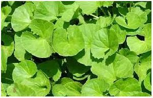 Dried Madukparni Leaves