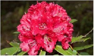 Dried Burans Flower