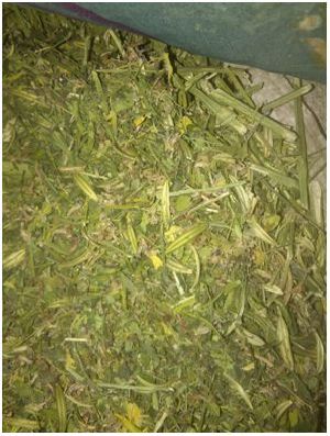 Dried Kalmegh Whole Plant
