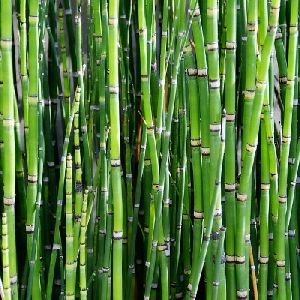 Bamboo Plant