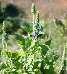 Chia Herb Seeds