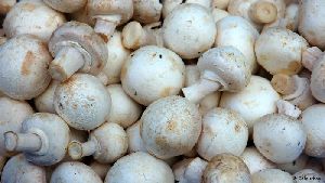 Fresh Organic Mushroom