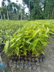 Mahogany Plant