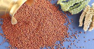 Foxtail Millet Seeds