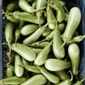 Green Brinjal