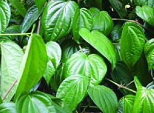 Betel Leaves ( Piper betel)