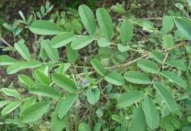 dry indigo leaves